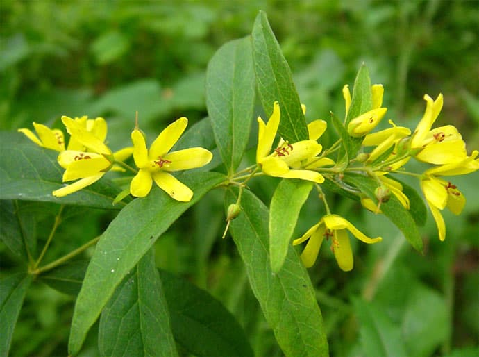Dauuria metsvits Lysimachia dahurica 